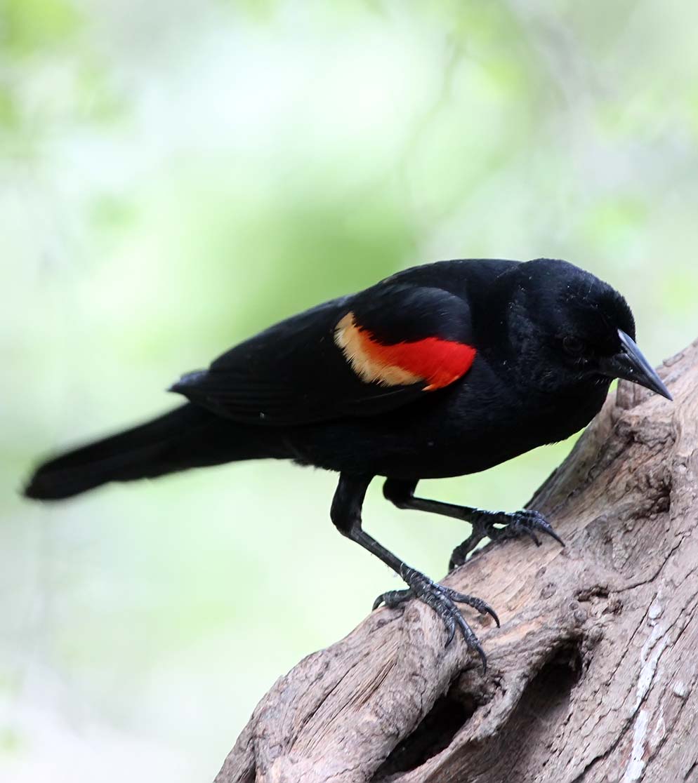 Okie BirdCam - Red-winged Blackbird male