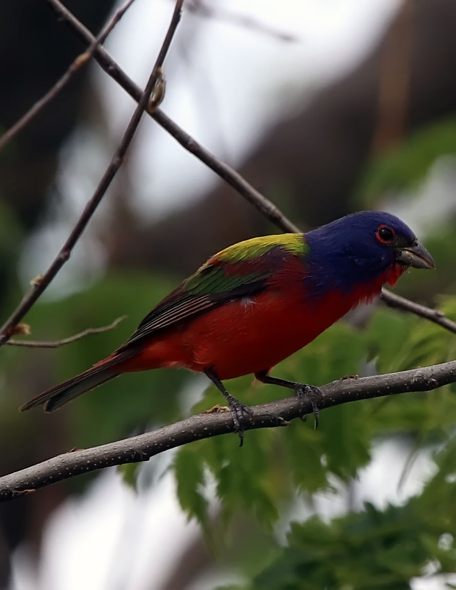 Okie BirdCam Painted Bunting Male